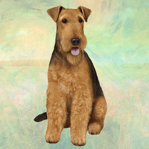 [250-57] Airedale Coaster, square
