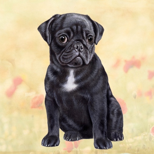 [250-32] Pug, Black Coaster, square
