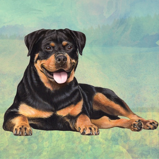 [250-33] Rottweiler Coaster, square