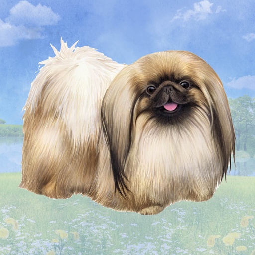 [250-61] Pekingese Coaster, square