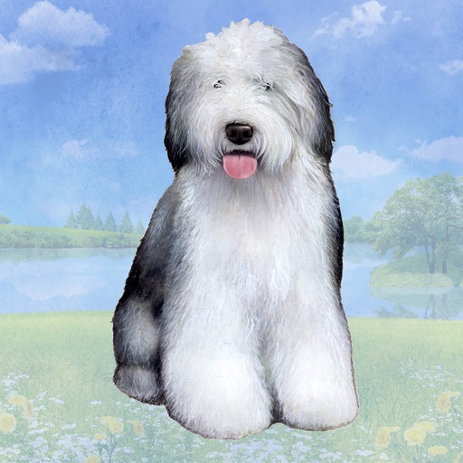 [250-77] Old English Sheepdog Coaster, square