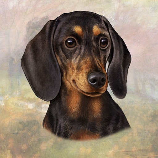 Dachshund, Black Coaster, square