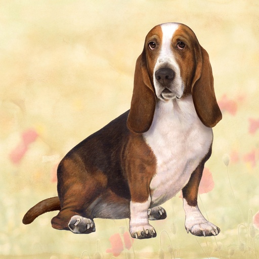 [250-2] Basset Hound Coaster, square