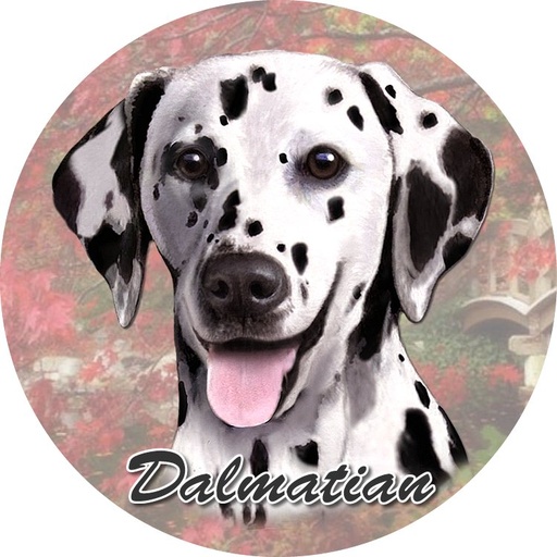 [231-47] Dalmatian Car Coaster