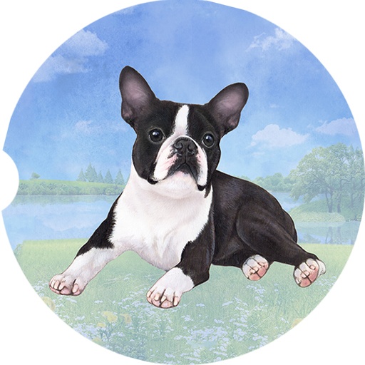 Boston Terrier Laying coasters car