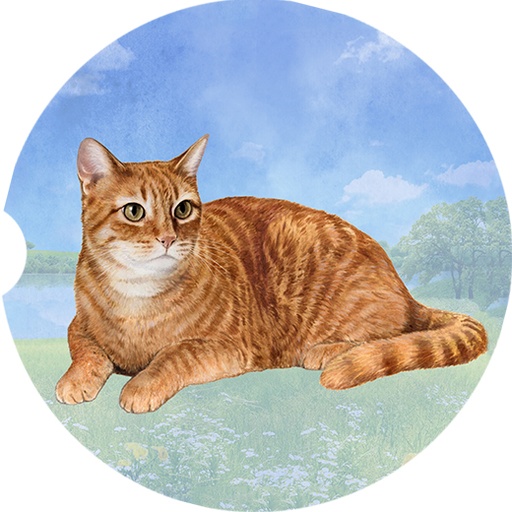 Tabby Orange coasters car
