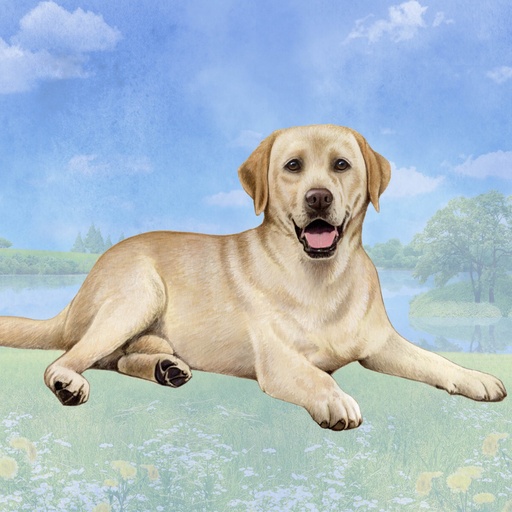Labrador, Yellow Coaster, square