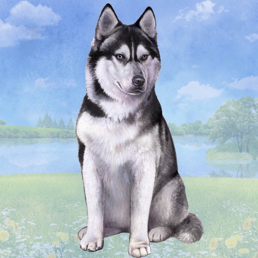 [250-40] Siberian Husky Coaster, square