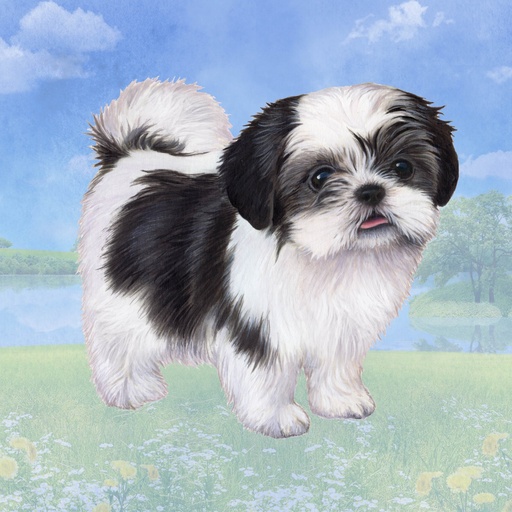 [250-87b] Shih Tzu, Black & White Puppy Cut Coaster, square