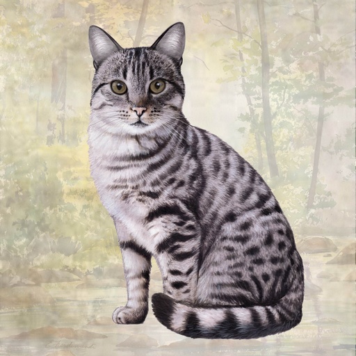 [251-9] Silver Tabby Coaster, square