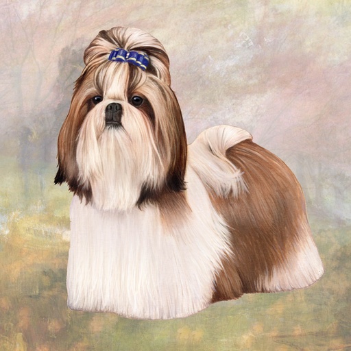 [250-38] Shih Tzu Coaster, square