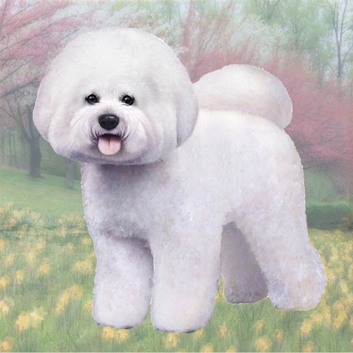 [250-4] Bichon Frise Coaster, square