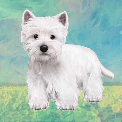[250-45] Wesh Highland Terrier Coaster, square