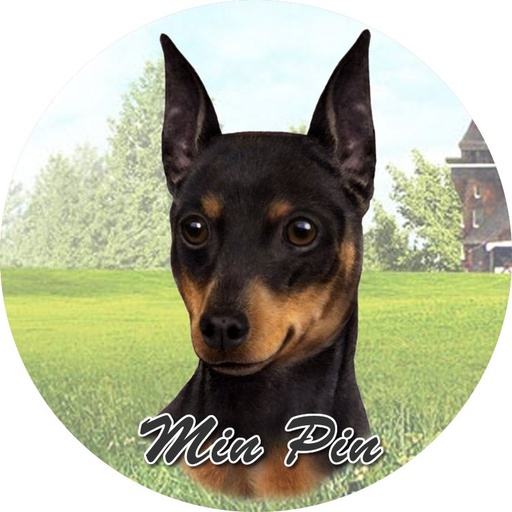 [231-98] Min Pin Car Coaster