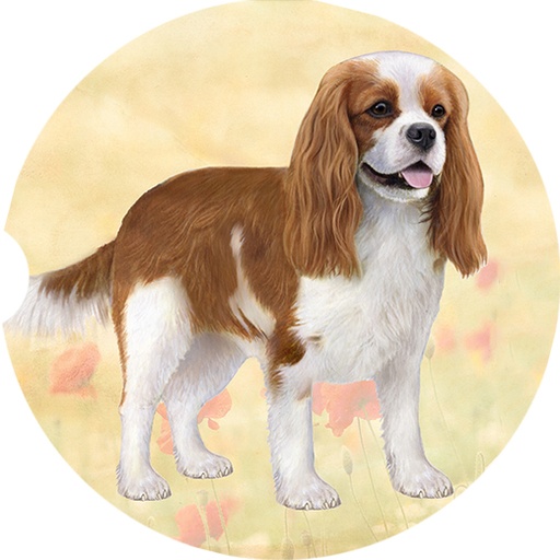 Cav King Charles coasters car