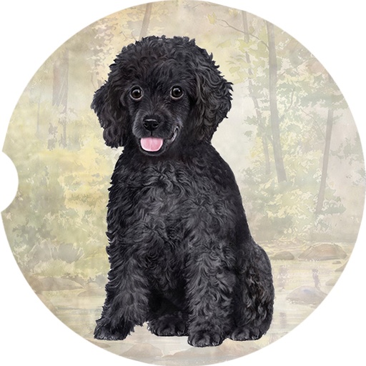 Poodle, black coasters car