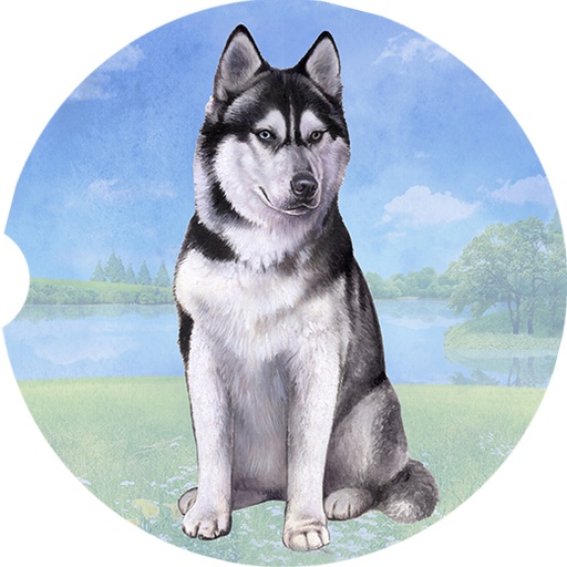 Siberian Husky coasters car