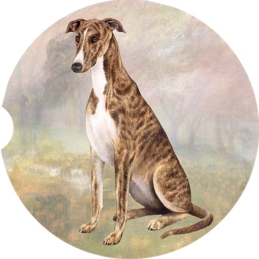 Greyhound Sitting coasters car