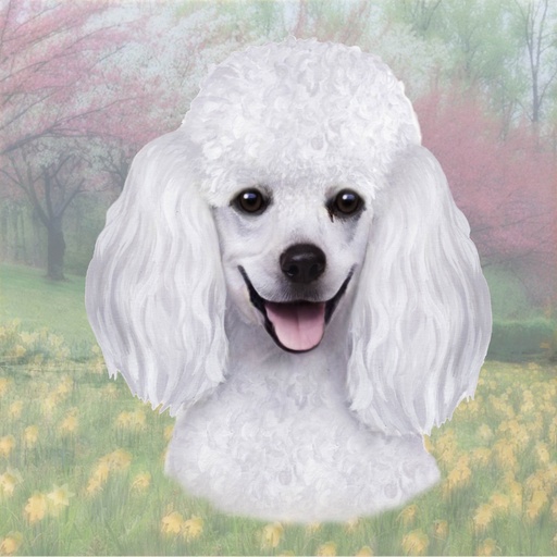 [770-28] Poodle, white Tote, foldable