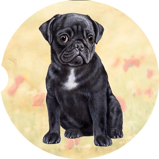 Pug_Black coasters car