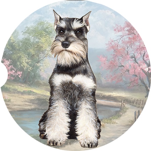 Schnauzer coasters car
