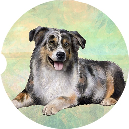 Australian Shepherd coasters car