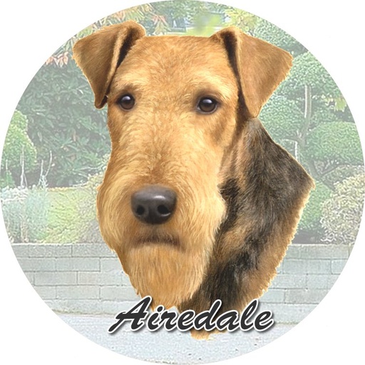 [231-57] Airedale Car Coaster