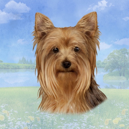 [770-46] Yorkie Tote, foldable