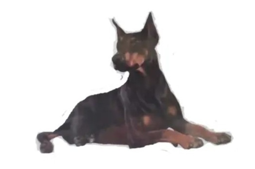 [788-101] Doberman Sticker