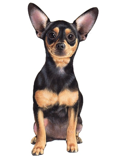 [788-11] Chihuahua, Black Sticker