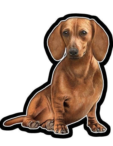 [788-13] Dachshund, Red Sticker