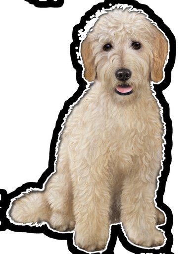 [788-134] Goldendoodle Sticker