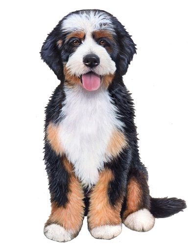 [788-135] Bernadoodle Sticker