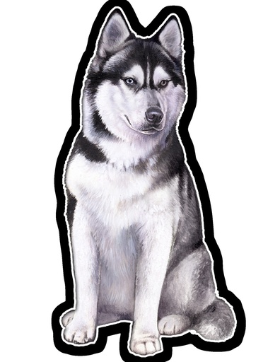[788-40] Siberian Husky Sticker
