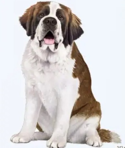 [788-50] St. Bernard Sticker