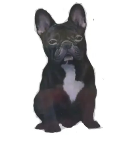[788-65] French Bulldog, Black Sticker