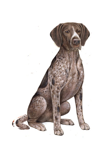 [788-83] German Shorthaired Pointer Sticker