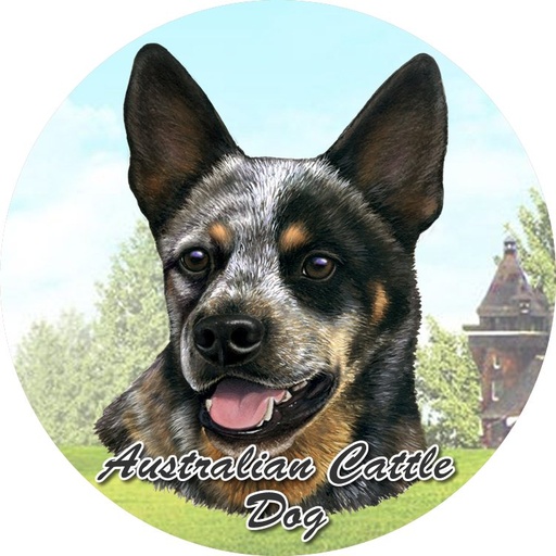 [231-90] Australian Cattle Dog coasters car
