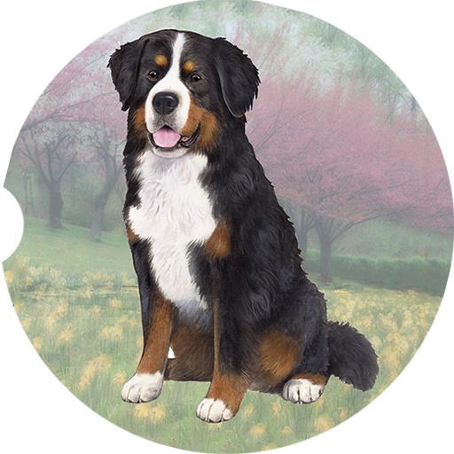 [233-52] Bernese Mnt Dog coasters car (Sitting)