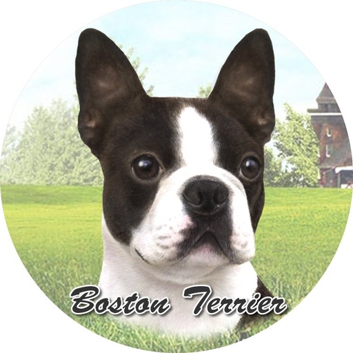 [231-76] Boston Terrier Laying coasters car