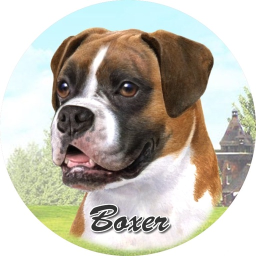 [231-6] Boxer coasters car