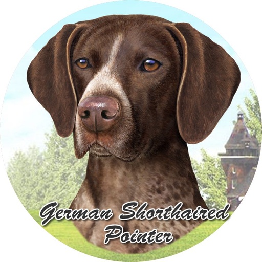 [231-83] German Shorthair Pointer Face coasters car
