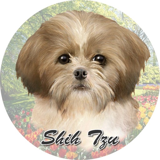 [231-87] Shih Tzu Tan and White Laying  coasters car (Face)