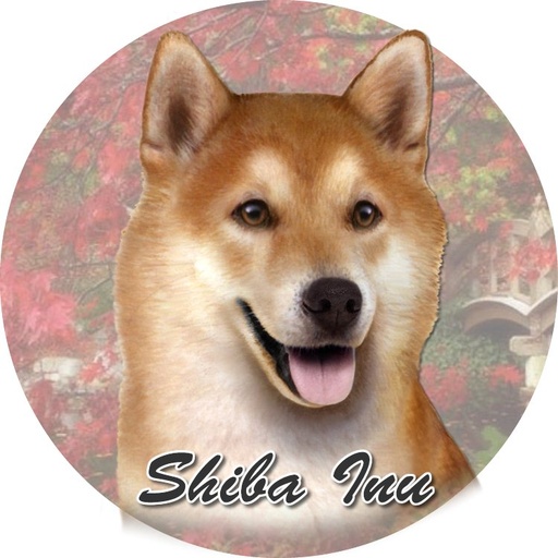 [231-68] shiba inu coasters car (Face)